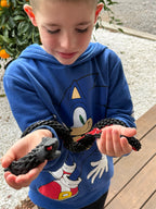 Red Belly Black Snake - Super Squad (Large)